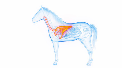 3D medical illustration of a horse's lungs © Sebastian Kaulitzki