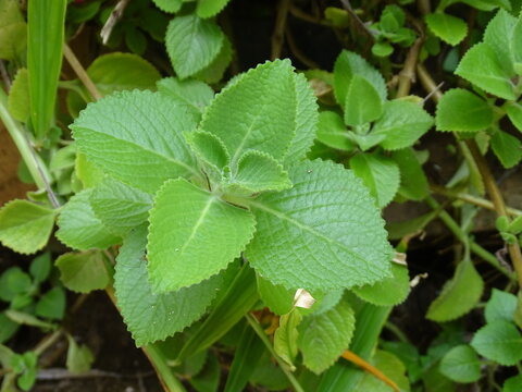 Omavalli Leaf - Omavalli Plant - Coleus aromaticus - stock Image