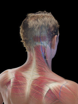 3d medical illustration of a man's neck and upper back muscles