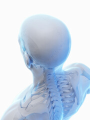 3d medical illustration of a man's head and upper back bones