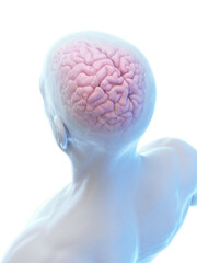 3d medical illustration of a man's brain