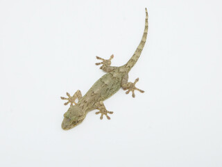 木の幹のような模様のニホンヤモリ