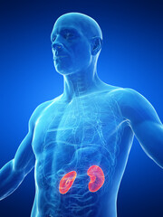 3d medical illustration of a man's kidneys