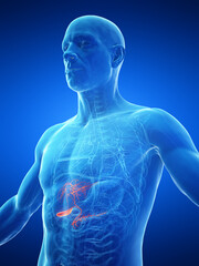 3d medical illustration of a man's gallbladder