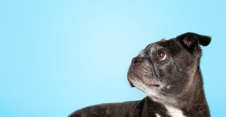 Black dog looking up on blue background. Side profile of senior dog with curios or interested body...
