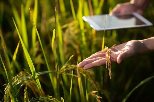Asian man farmer analyzes data with a tablet in the rice field. Agriculture and technology concepts.