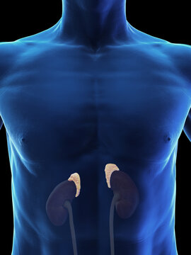 3d medical illustration of a man's adrenal glands