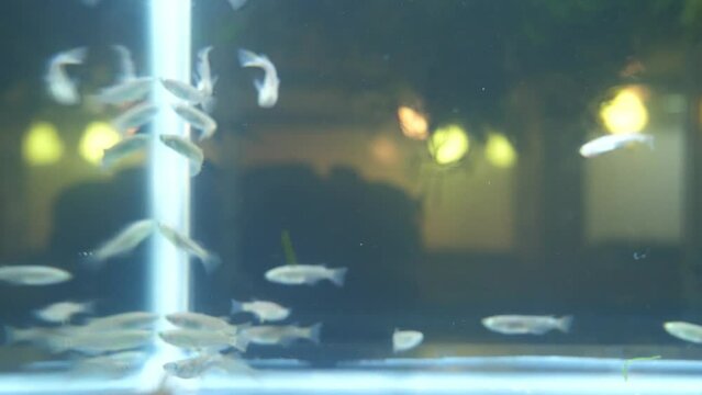 水槽の壁側に集まるメダカ