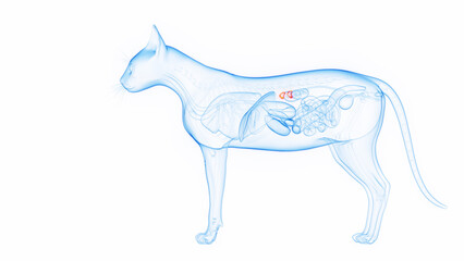 3D medical illustration of a cat's adrenal glands