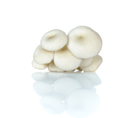  Indian Oyster, Phoenix Mushroom on white background