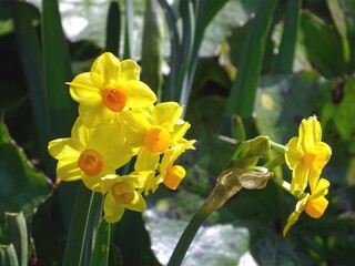 Fototapeta premium キブサスイセンの花