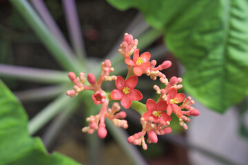 atropha Podagrica
This unconventional indoor tropical succulent was named Buddha Belly Plant because of its belly-shaped trunk. It is a flowering plant but it doesn't always bloom.