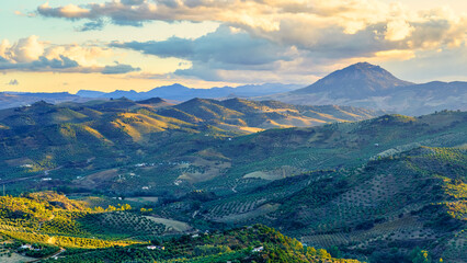 Mountain landscape in the province of Cadiz, Spain with fields full of olive trees at sunset.