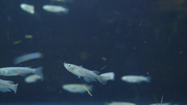 泳ぎ回るメダカたち