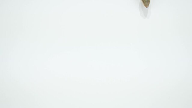 壁を降りていくニホンヤモリ