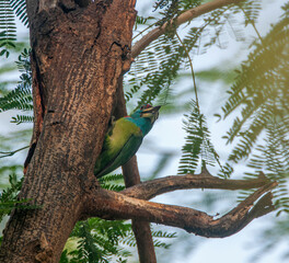 blue throad barbet