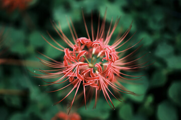 Red Spider Lilies in Nara, Japan