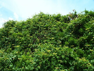 ほかの植物に絡みつくヤブガラシ