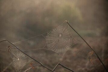 Stunning close up of dew covered spider's cobweb in misty morning Autumn Fall woodland landscape