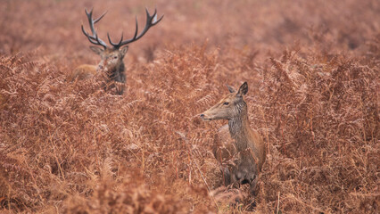 Lovely image of red deer Stag Cervus Elaphus in Autumn Fall landscape scene with vibrant colors © veneratio