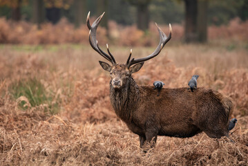Lovely image of red deer Stag Cervus Elaphus in Autumn Fall landscape scene with vibrant colors