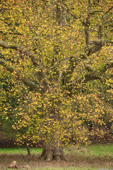 Lovely complimentary portrait of London Plane tree Planatus Acerifolia in Autumn with vibrant...