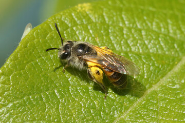 Closeup on a female Red-bellied miner solitary bee, Andrena ventralis sitting on a green leaf