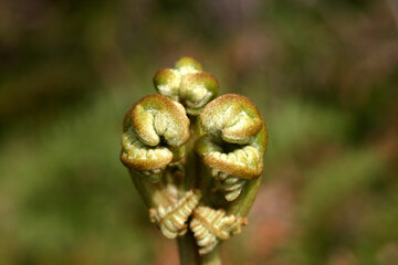  Jardins naturels - Ilet Alcide  - Ile de La Réunion