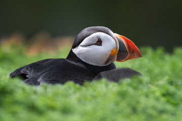 A low ground level portrait of an atlantic puffin as it lies low in the foliage