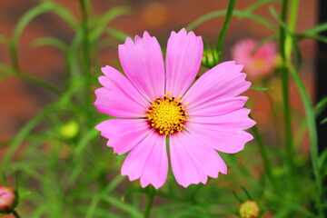Obraz premium Pink Cosmos flower, sweet background, blurry flower background, light pink and deep pink cosmos