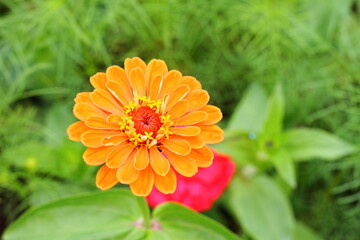 Close up of an orange Zinnia flower 
