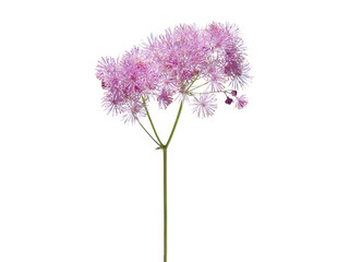 Fluffy pink flower of Siberian columbine meadow-rue plant isolated on white