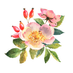 Naklejka na ściany i meble Botanical wild rose flower watercolor. Watercolor bouquet of rose hip flowers, leaves and berries, hand drawn floral illustration isolated on a white background.