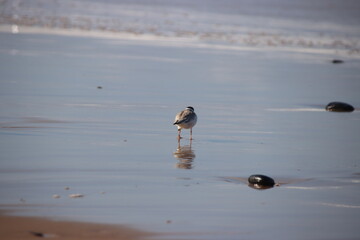 Hooded Plover, aka Hooded Dotterel, (Thinornis cucullatus), Surf Beach, Phillip Island, Victoria,...