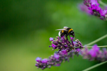 Bumblebee 2