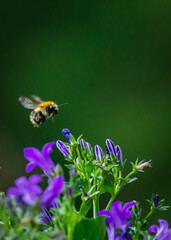 Bumblebee 1