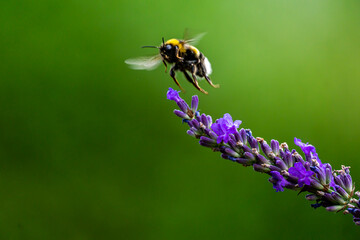 Bumblebee