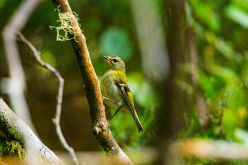 Female Chaffinch 1