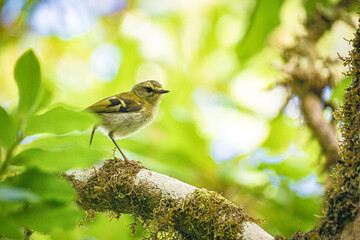 Female Chaffinch