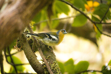 Male Madeira Chaffinch