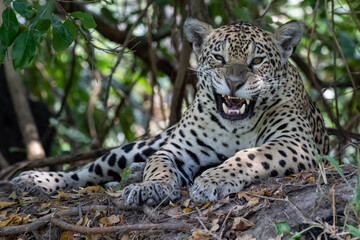 Snarling Jaguar in the Pantanal