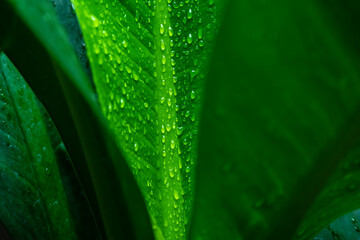 Water dew on green wet leaf surface in morning