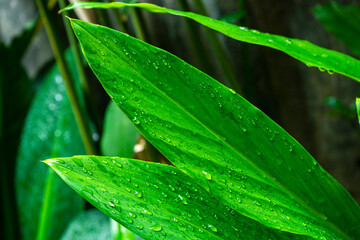 Nature background image of the autumn green leaves after rain drop