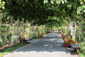 Botanical garden green branches of plant pot