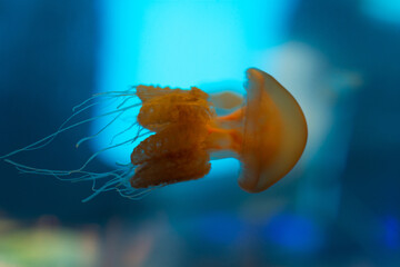 Edible jellyfish, rhopilema esculentum inhabiting china and japan isolated