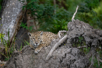 Jaguar resting at the base of a fallen tree in the Pantanal