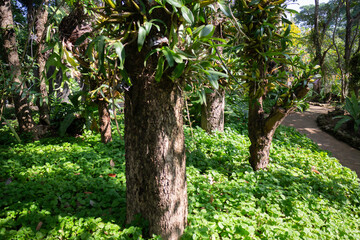 Botanical garden green branches of plant pot