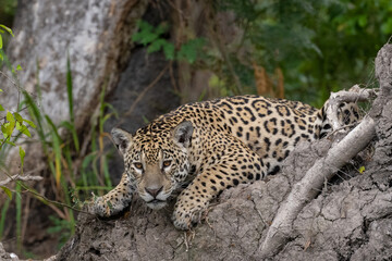 Jaguar slouching on a dried muddy tree roo bole