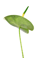 Anthurium flowers isolated on transparent background, PNG.	