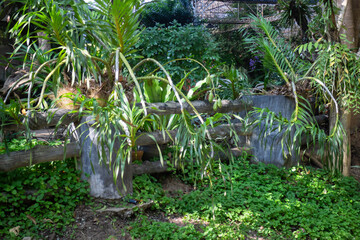 Botanical garden green branches of plant pot